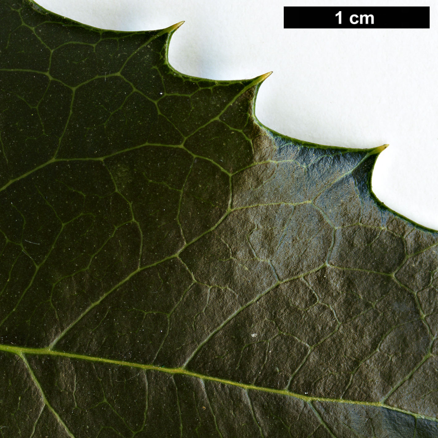 High resolution image: Family: Oleaceae - Genus: Osmanthus - Taxon: ×fortunei (O.fragrans × O.heterophyllus)